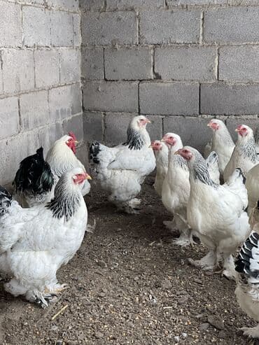 Птицы: Продаются петухи светлой БРАМЫ
Чистые 
4 шт 
3-4 месячные здоровые — 3