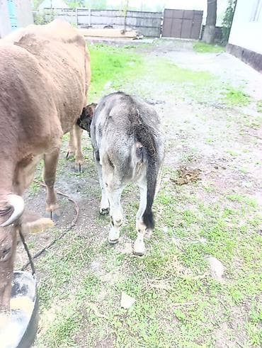 корм для домашних животных: Продаю | Корова (самка) | Полукровка | Для разведения | После отела — 6
