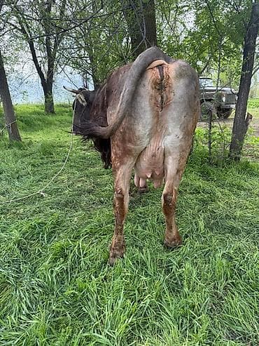 Продаю | Корова (самка) | Алатауская | Для молока