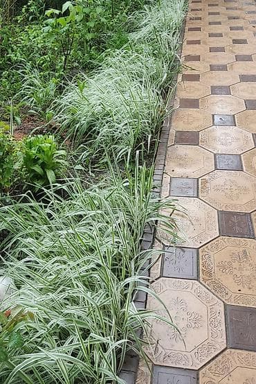 grass химия: Канареечник пестролистный. - Яркая вариегатная листва: полосы белого — 3