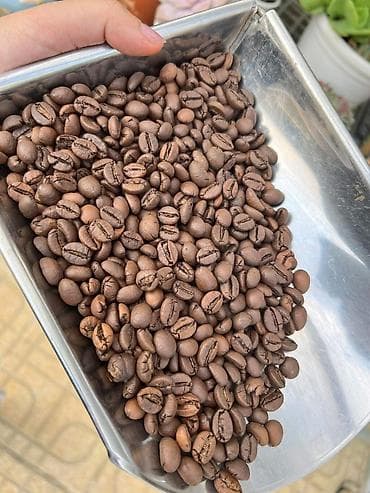 вьетнамские: Вьетнамский кофе премиум качества — оптом в Бишкек и страны СНГ. V — 1