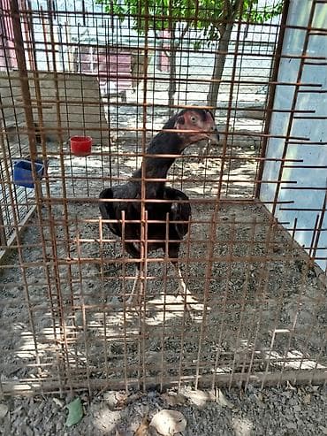 кошки в токмаке: Дакан жожо мекиш сатылат активный алмашу жолдору бар адрес Бишкек — 3