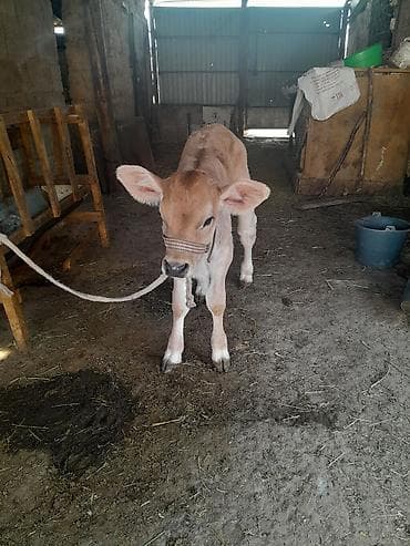 симентал карова: Продаю | Музоо, торпок | Швицкая | Для молока — 1