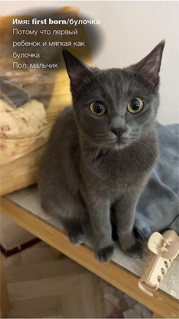 кошки ош: Кошка даром: Русская голубая, 3 месяца, Мальчик, Приучена к лотку — 1