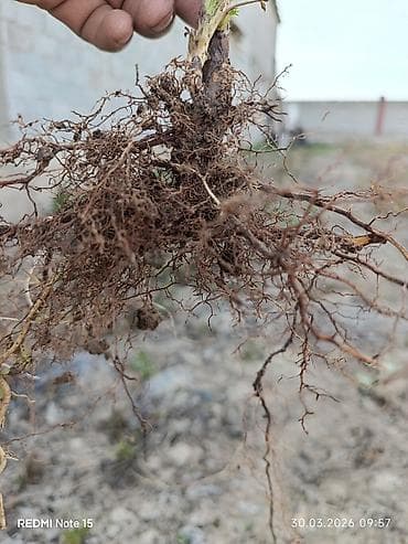 куплю малина: Саженец малины (с открытой корневой системой) кожогат көчөттөрү — 1