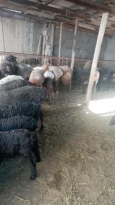 витамины для овец: Продаю | Овца (самка) | Для разведения | Племенные — 7