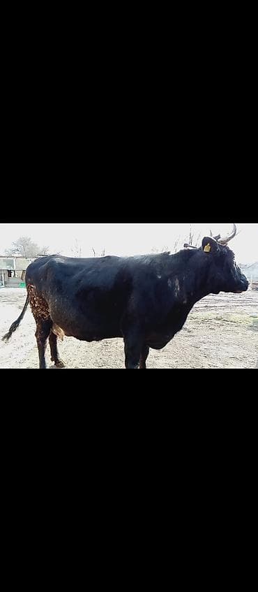 Аквариумы: Продаю | Корова (самка) | Для молока — 2