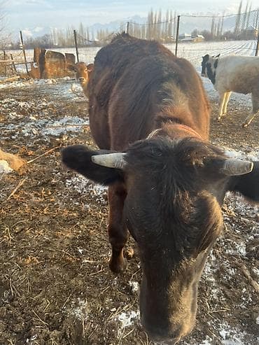 кане корсо щенок цена: Продаю | Корова (самка) | Для молока | Привязанные — 3