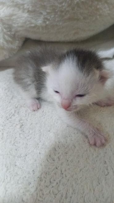 Мышыктар: Котёнок, возраст примерно 1–2 недели. Окрас белый с серыми пятнышками — 5