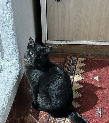 отдать кошку в приют бесплатно: Кошка даром: Скотиш Фолд (Шотландская вислоухая), 1 год, Мальчик, Приучена к лотку, Проглистована, С документами — 4