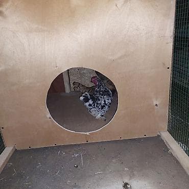 готовый курятник купить: Всё включено! взял и поставил или поларил) живой уголок для детей в — 10