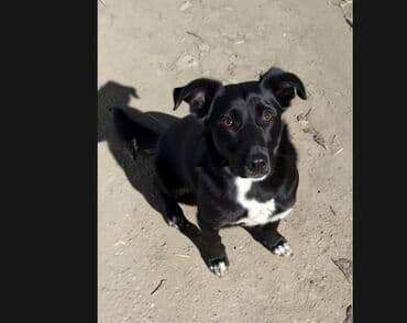 продаю лабрадора: Собака даром: 1 год, Самка, С прививкой — 3