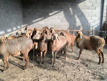 сельскохозяйственные животные продажа: Продаю | Ягненок, Овца (самка) | Арашан | Для разведения | Племенные — 4