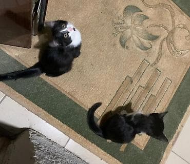 рэгдолл кошка купить: Котята 3,5 месяца ласковые, любвеобильные,игривые Отдаю — 10