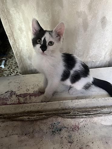 котик 1 месяц: 4 месяца, Мальчик, Приучена к лотку, Проглистована — 1
