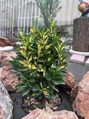 картофель семенной: Продаю все виды садовых растений,кустарников и цветов. Ош — 1