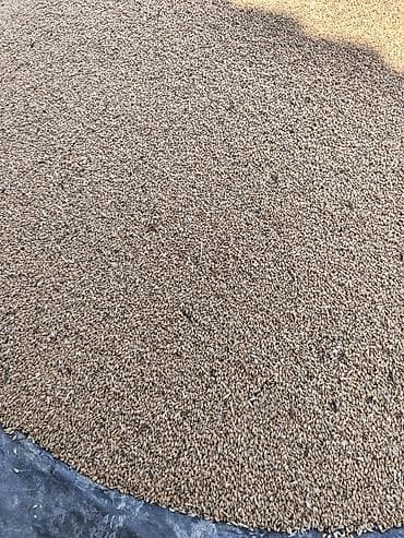 Пшеница (зерно)
Российский кормовой имеется пять тонн at lalafo.kg Пшеница (зерно)
Российский кормовой имеется пять тонн