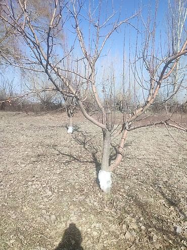 Садовая мебель: (садовый участок/мини-сад)

1.5 гектара — 1