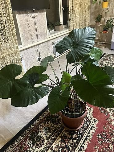 аквариум с рыбками: Ароидное комнатное растение с крупными декоративными листьями (тип — 2