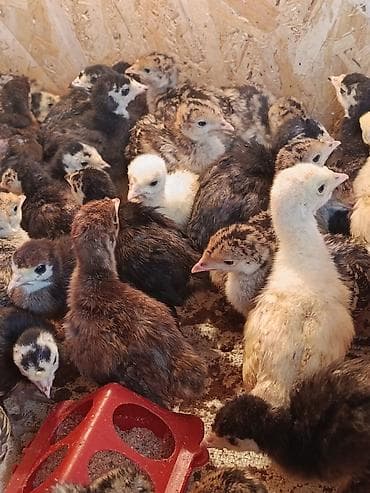 яичные лотки: Продаю | Индюшата — 2