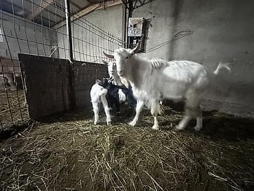 чон ат: Продаю | Коза (самка) | Для молока — 4