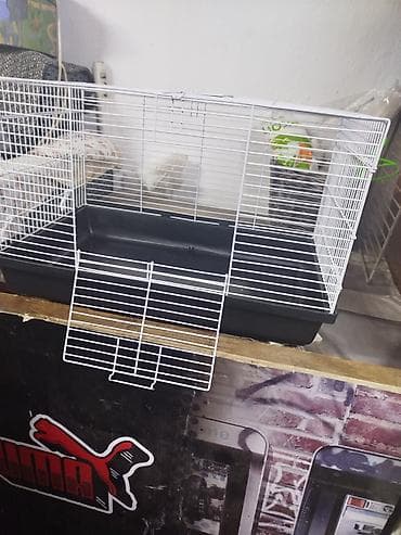 кошки крысоловы: Продам маленьких крысят Дамбо декоративные рексы ручные домашние. Есть — 10