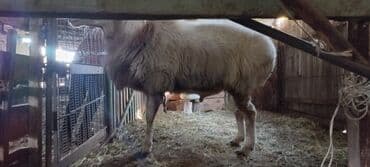 продам кошку: Сатам | Кочкор (эркек) | Союуга — 6