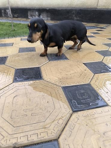 куплю собаку лабрадор: Карликовая Такса,1.5года. Гладкошерстная, окрас черно‑подпалый. Очень — 1