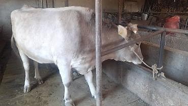Продаю | Корова (самка), Бык (самец), Тёлка | Алатауская | Племенные, Стельные, Отела не было