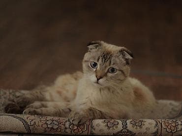 кошка майкун: Скотиш Фолд (Шотландская вислоухая), 1 год, Мальчик, Белый, Приучена к лотку — 1