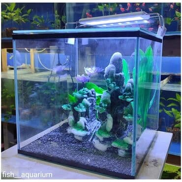 аквариумная рыбка: Новый аквариум объём 15 л со стеклянной крышкой. В качестве подарка — 2