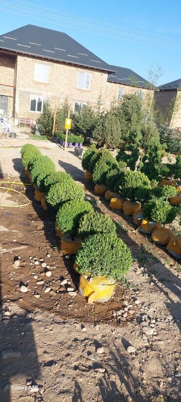 формы для дорожек: Саженцы деревьев: Платная доставка — 9