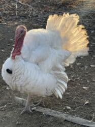 Продаю | Индюк (самец), Индюшка (самка) | Северокавказская | На забой | Племенные