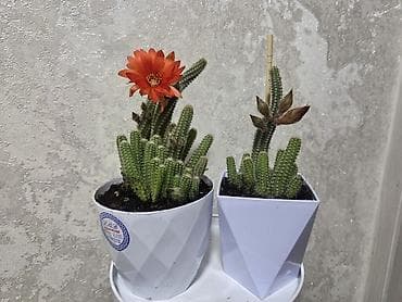 перец полугоркий: Каллигенусный кактус (Chamaecereus silvestrii, «арахисовый кактус» — 7