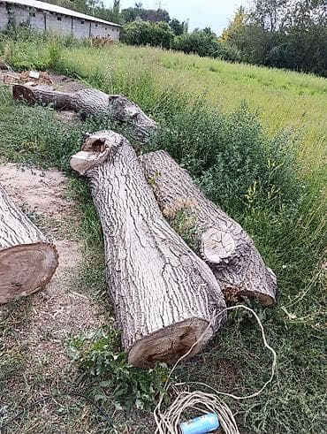 Предлагаются спиленные стволы деревьев, подходящие для различных
