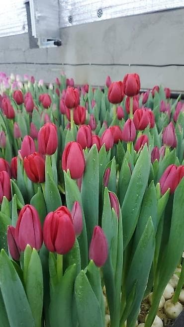 Организация мероприятий | Букеты, флористика