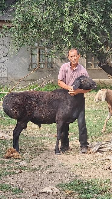 Другие животные: Продаю | Баран (самец) | Арашан | Для разведения | Племенные — 1