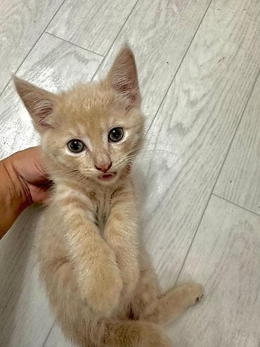бенгальский кот: БЕСПЛАТНО ОТДАДИМ В ХОРОШЫЕ РУКИ Котята, помёт домашних кошек, разного — 4
