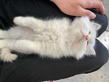 котенок 1 месяц: Ну породестый Очаровательный пушистый котёнок кремово-белого окраса с — 1