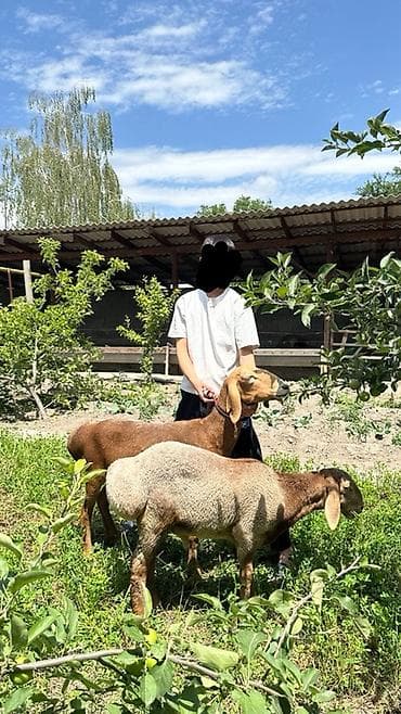 мин булак: Сатам | Ургаачы кой (ургаачы), Козу | Көбөйтүү үчүн | Асыл тукумдуу — 2