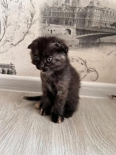 короткошёрстная: Котята из одного помёта - Порода/тип: домашние короткошёрстные, есть — 2