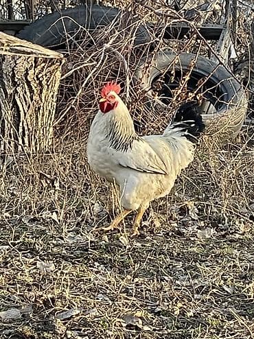 птица домашняя: 4 шк Короз сатылыт Сокулук Романовкада — 4
