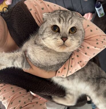 шотландские вислоухие котята в бишкеке: Шотландский вислоухий кот (Scottish Fold) Реальным клиентам еще — 3