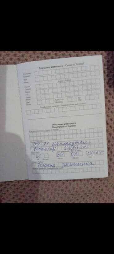 домик для котят: Британская короткошёрстная, 1 месяц, Девочка, Золотая шиншилла, С документами — 6