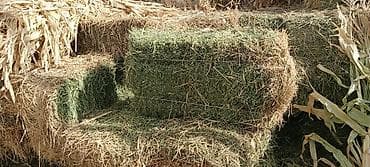 Сено в тюках чоп беде сатылат биринчи чабык кургак навесте турган