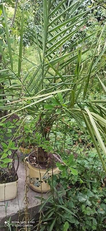 пальм: Продаю Финиковую пальму для домаофисасадика или школы. Пальма — 2