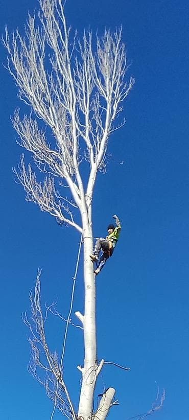 Спил Дерево Профессиональные работы по деревьям - Высотная обрезка и