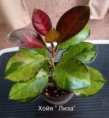 Хойя «Лиза» (вариегатная) ЦЕНА-250 сом АДРЕС:Токтогула пер. Уметалиева