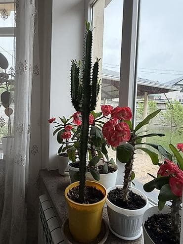 субстрат: Адений/Молочай Милла (Euphorbia milii, «Корона Христа») в горшках — 4