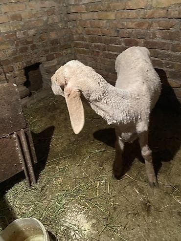 Үй жаныбарлары үчүн товарлар: Сатам | Ургаачы кой (ургаачы) | Көбөйтүү үчүн — 2